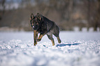 German Shepherd runs through the snow