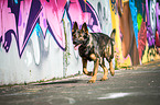 walking German Shepherd