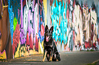 sitting German Shepherd