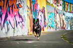 running German Shepherd