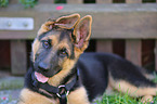 German Shepherd Puppy