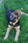 German Shepherd Puppy