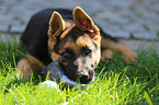 German Shepherd Puppy