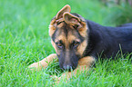 German Shepherd Puppy