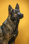 Geman Shepherd Portrait