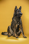 sitting German Shepherd