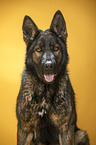 Geman Shepherd Portrait