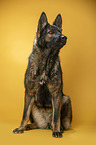 sitting German Shepherd