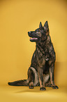 sitting German Shepherd