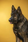 Geman Shepherd Portrait