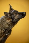 Geman Shepherd Portrait