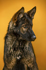 Geman Shepherd Portrait