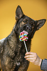 Geman Shepherd Portrait