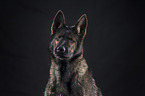 Geman Shepherd Portrait