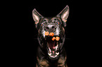 German Shepherd catches treat