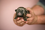 German Shepherd Puppy