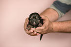 German Shepherd Puppy