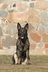 sitting german Shepherd