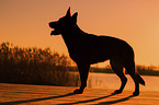 standing German Shepherd