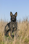 standing German Shepherd
