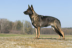 standing German Shepherd