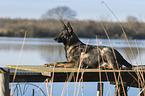 lying German Shepherd