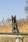 sitting german Shepherd