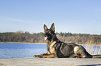 lying German Shepherd