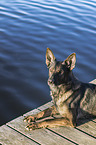 lying German Shepherd