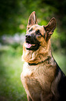 German Shepherd Portrait