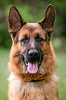 German Shepherd Portrait