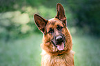 German Shepherd Portrait