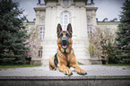 laying German Shepherd
