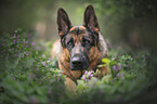 lying German Shepherd