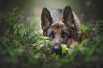 lying German Shepherd