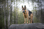 standing German Shepherd