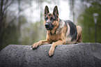 lying German Shepherd