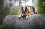 lying German Shepherd