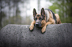 lying German Shepherd