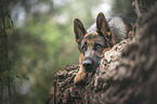 lying German Shepherd