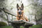 lying German Shepherd