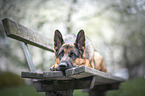 lying German Shepherd