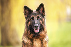 German Shepherd Portrait
