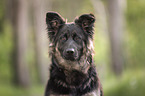 young German Shepherd