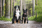 2 dogs