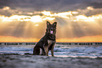 young German Shepherd