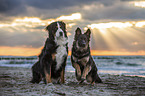 2 dogs