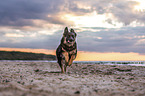 young German Shepherd