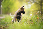 German Shepherd Puppy