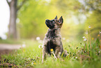 German Shepherd Puppy